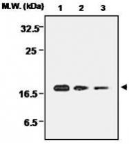 MAB0670 - Peroxiredoxin-5 / PRDX5