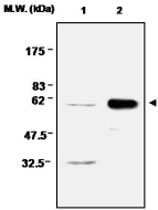 MAB0671 - Catalase