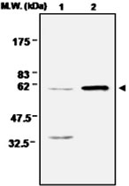 MAB0672 - Catalase
