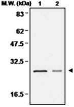 MAB0673 - Peroxiredoxin-4 / PRDX4