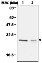 MAB0674 - Peroxiredoxin-4 / PRDX4