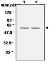 MAB0675 - Catalase