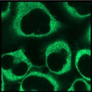 MAB0676 - Peroxiredoxin-6 / PRDX6