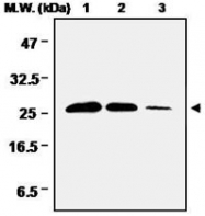MAB0676 - Peroxiredoxin-6 / PRDX6