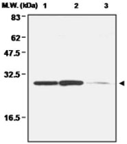 MAB0677 - Peroxiredoxin-4 / PRDX4