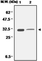 MAB0679 - CCS / SOD4