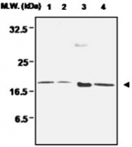 MAB0680 - Peroxiredoxin-5 / PRDX5