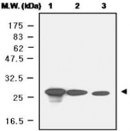 MAB0681 - Peroxiredoxin-6 / PRDX6
