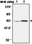 MAB0683 - Thioredoxin reductase 1 / TXNRD1
