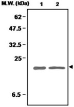 MAB0684 - Superoxide Dismutase 1 / SOD1