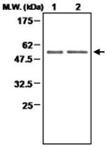 MAB0686 - Thioredoxin reductase 2 / TXNRD2