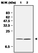 MAB0688 - Superoxide Dismutase 1 / SOD1
