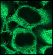 MAB0690 - Peroxiredoxin-1 / PRDX1