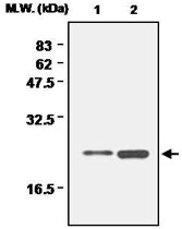 MAB0690 - Peroxiredoxin-1 / PRDX1