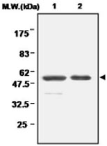 MAB0693 - Glutathione reductase