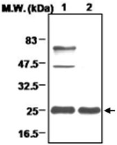 MAB0696 - Peroxiredoxin-3 / PRDX3