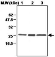 MAB0698 - Peroxiredoxin-3 / PRDX3