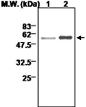 MAB0703 - Thioredoxin reductase 2 / TXNRD2