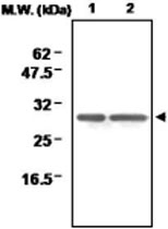 MAB0712 - Peroxiredoxin-6 / PRDX6