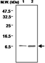 MAB0717 - Glutaredoxin-1 / GLRX1