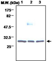 MAB0718 - 14-3-3 protein beta/alpha