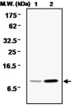 MAB0720 - DBI / ACBP