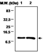 MAB0721 - Thioredoxin / TRX1