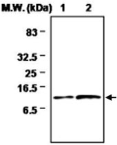 MAB0723 - Thioredoxin-2 / TRX2