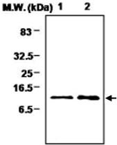MAB0724 - Thioredoxin-2 / TRX2