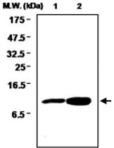 MAB0726 - Glutaredoxin-1 / GLRX1