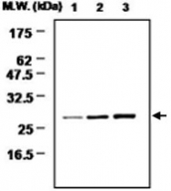 MAB0727 - Methionine Sulfoxide Reductase A / MSRA