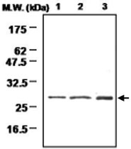 MAB0728 - Methionine Sulfoxide Reductase A / MSRA