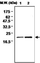 MAB0729 - Glutathione peroxidase 4 / GPX4