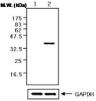 MAB0738 - GAPDH