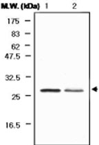 MAB0741 - Peroxiredoxin-6 / PRDX6