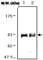 MAB0745 - Lactotransferrin