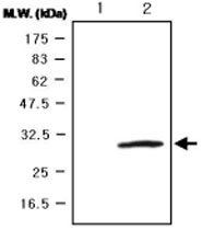 MAB0746 - Glutathione peroxidase 3 / GPX3