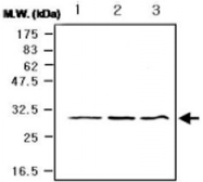 MAB0748 - CDK5