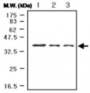 MAB0750 - MAP kinase p38 alpha / MAPK14