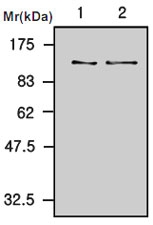 MAB0753 - Complement C3