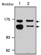 MAB0754 - Complement factor H (CFH)
