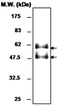 MAB0761 - Selenoprotein P (SEPP1)