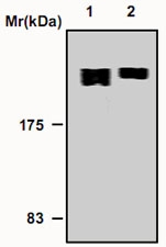 MAB0762 - Fibronectin