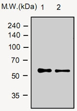 MAB0767 - Vitamin D-binding protein