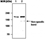 MAB0768 - Complement factor H (CFH)