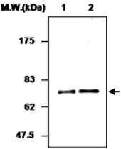 MAB0769 - SERPIND1