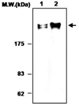 MAB0770 - Fibronectin