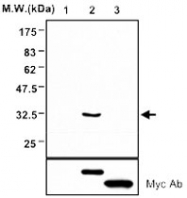 MAB0771 - KLK6 / Kallikrein-6