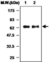 MAB0772 - Myeloperoxidase