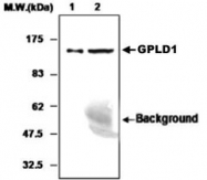 MAB0774 - GPLD1 / GPI-PLD
